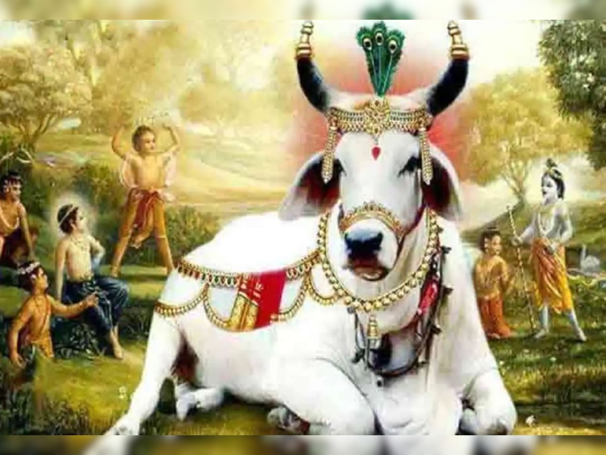 Gopashtami 2022: गोपाष्टमी आज, जानिए कैसे शुरू हुआ गाय की पूजा का विधान