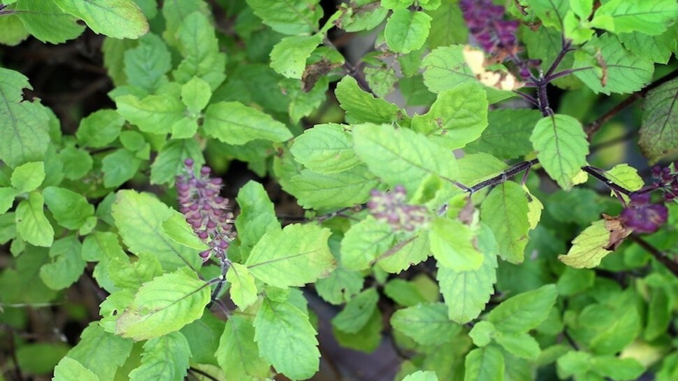 Tusi ke fayde in hindi or basil leave benefits SMI Tulsi ke Fayde