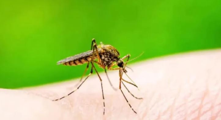 नोएडा: तेजी से पांव पसार रहा डेंगू, जानें वायरस से बचाव के तरीके, लक्षण और इलाज