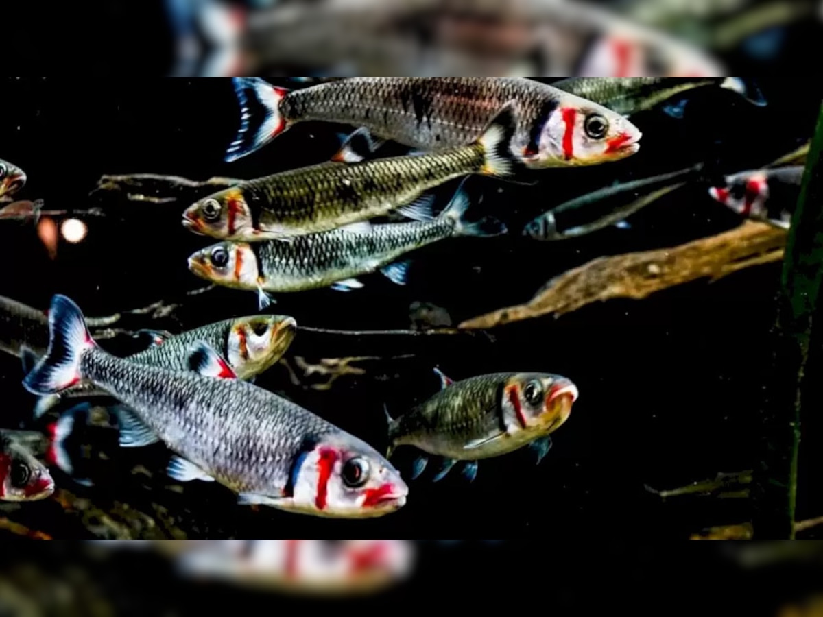 Optical Illusion: मछलियों के बीच में छिपकर बैठा है एक कछुआ, 10 सेकेंड में पूरा करें Challenge!