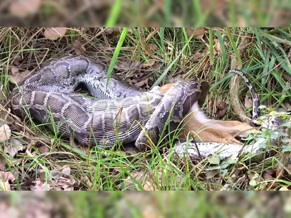 Dangerous Snake: कुछ ही सेकेंड में पूरा हिरण निगल गया खतरनाक अजगर, देखकर लोगों की चौंधिया गई आंखें