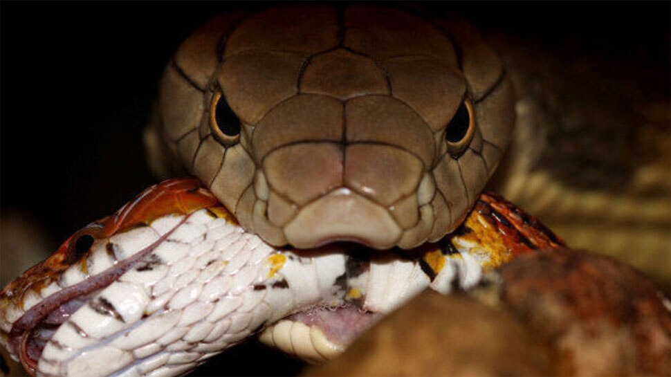 Poisonous Snake Bites What To Do Instantly To Prevent Venom From ...