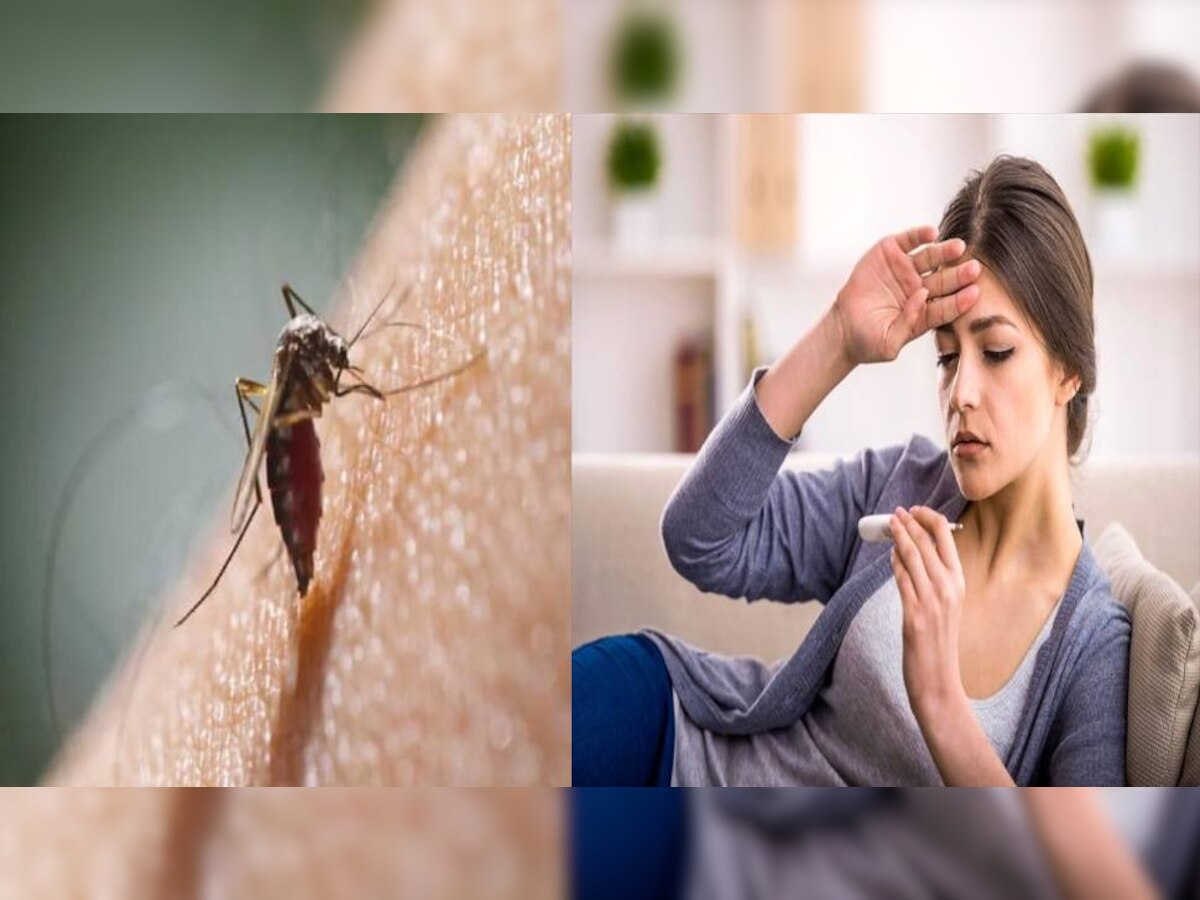 Dengue Symptoms: ਡੇਂਗੂ ਦੇ ਇਹਨਾਂ ਅਣਦੇਖੇ ਲੱਛਣਾਂ 'ਤੇ ਨਹੀਂ ਜਾਂਦਾ ਕਿਸੇ ਦਾ ਧਿਆਨ, ਜਾਣੋ ਡੇਂਗੂ ਬਾਰੇ ਜ਼ਰੂਰੀ ਗੱਲ੍ਹਾਂ