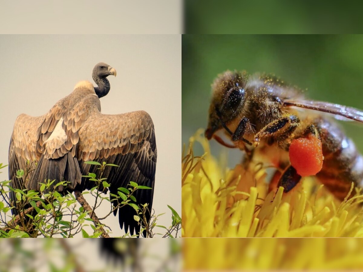 तीन दिन से मधुमक्खियों को छेड़ रहा है गिद्ध, खामयाजा भुगत रहे ग्रामीण