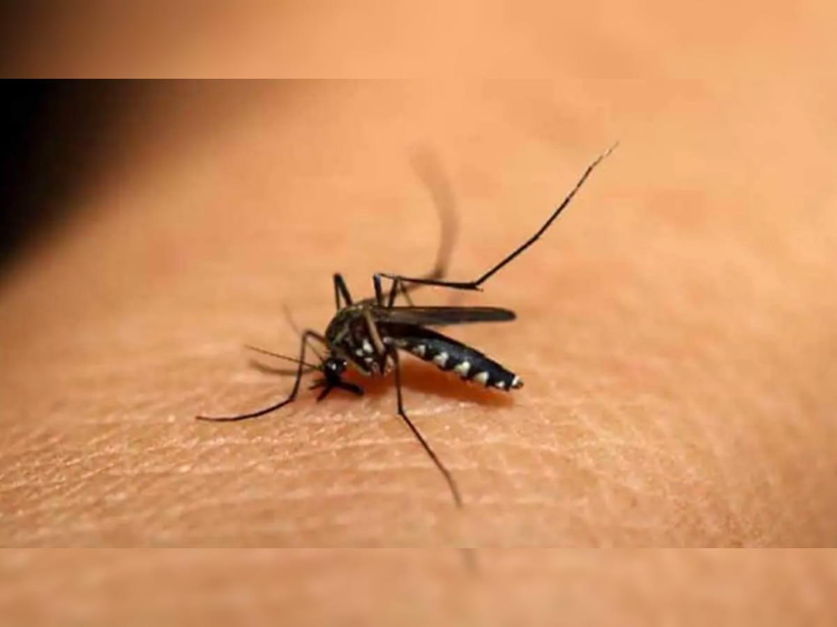 डेंगू के कहर ने उड़ाई हरियाणा स्वास्थ्य विभाग की नींद, आंकड़े जान रह जाएंगे हैरान