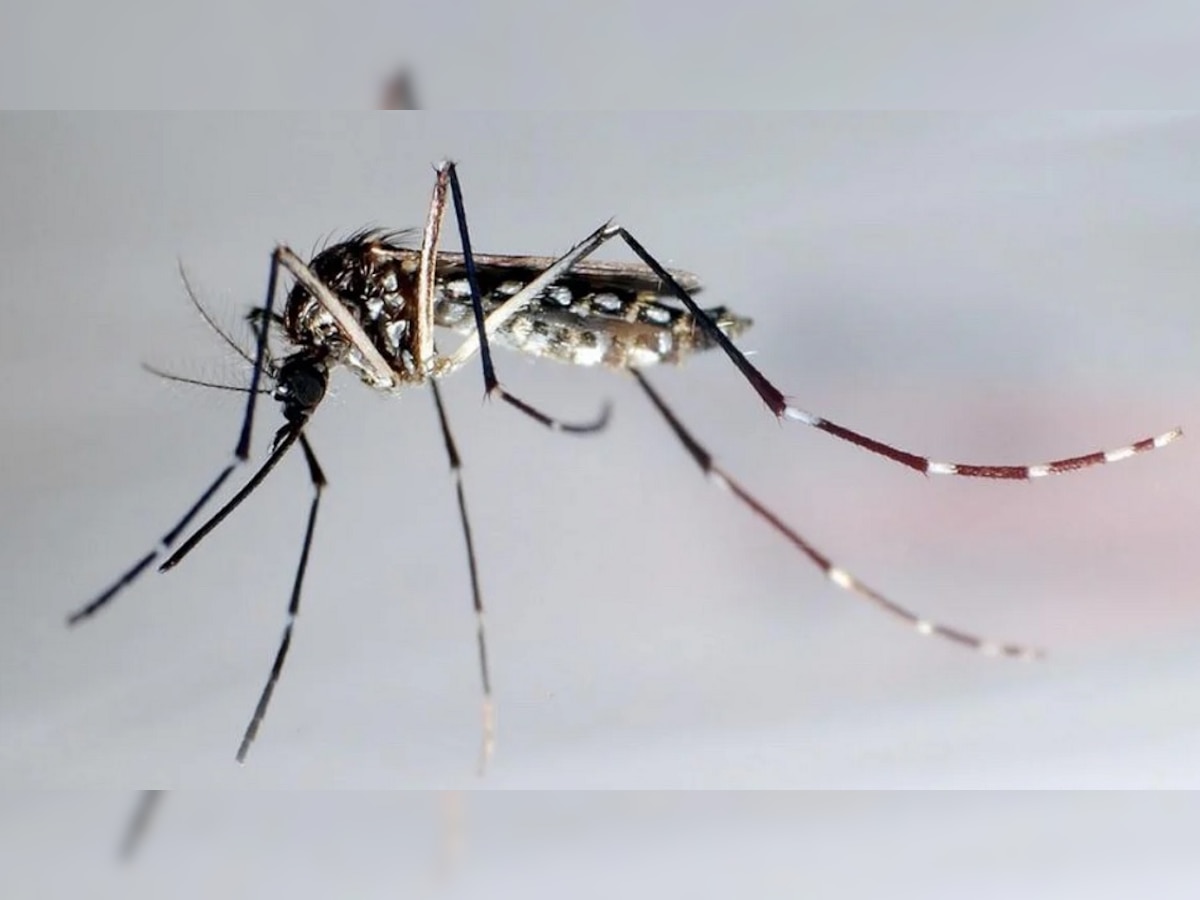 Bihar Dengue: मुंगेर में फिर बढ़ने लगी डेंगू के मरीजों की संख्या, आंकड़ा पहुंचा 600 के पार