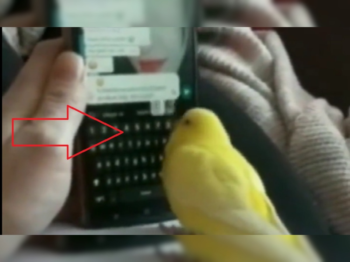 Viral Video: अब तोते भी चलाने लगे व्हाट्सएप! चैट में लिख दिया ऐसा मैसेज कि हो गया वायरल