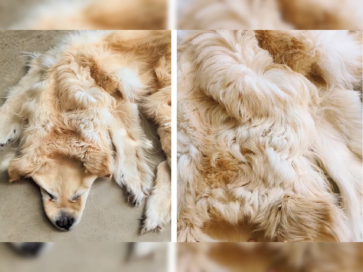 Pet Dog: पालतू कुत्ते की मौत पर परिवार ने की ऐसी हरकत, सोशल मीडिया पर धिक्कार रहे लोग