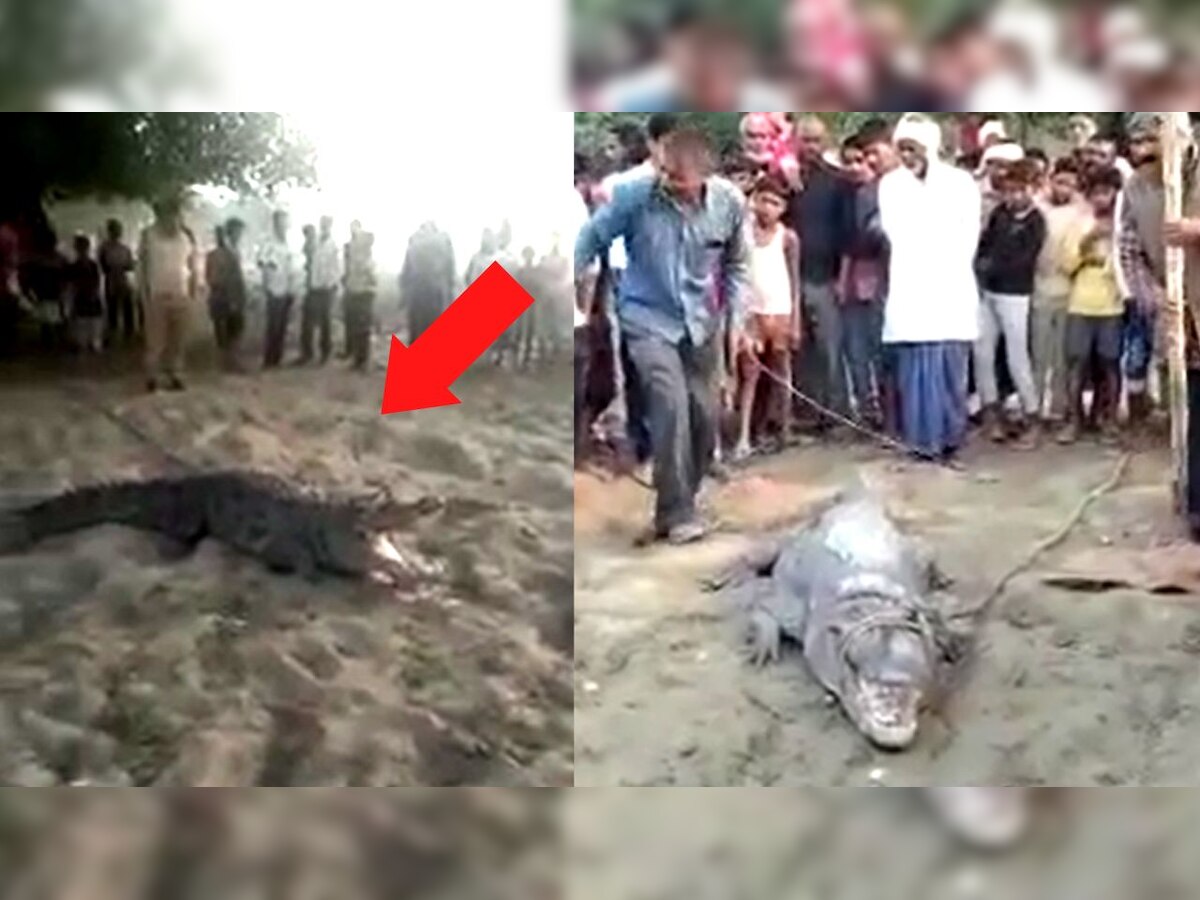 Sitapur News: मगरमच्छ पकड़ने गई वन विभाग की टीम पर Crocodile ने किया हमला, जानिए पूरा मामला