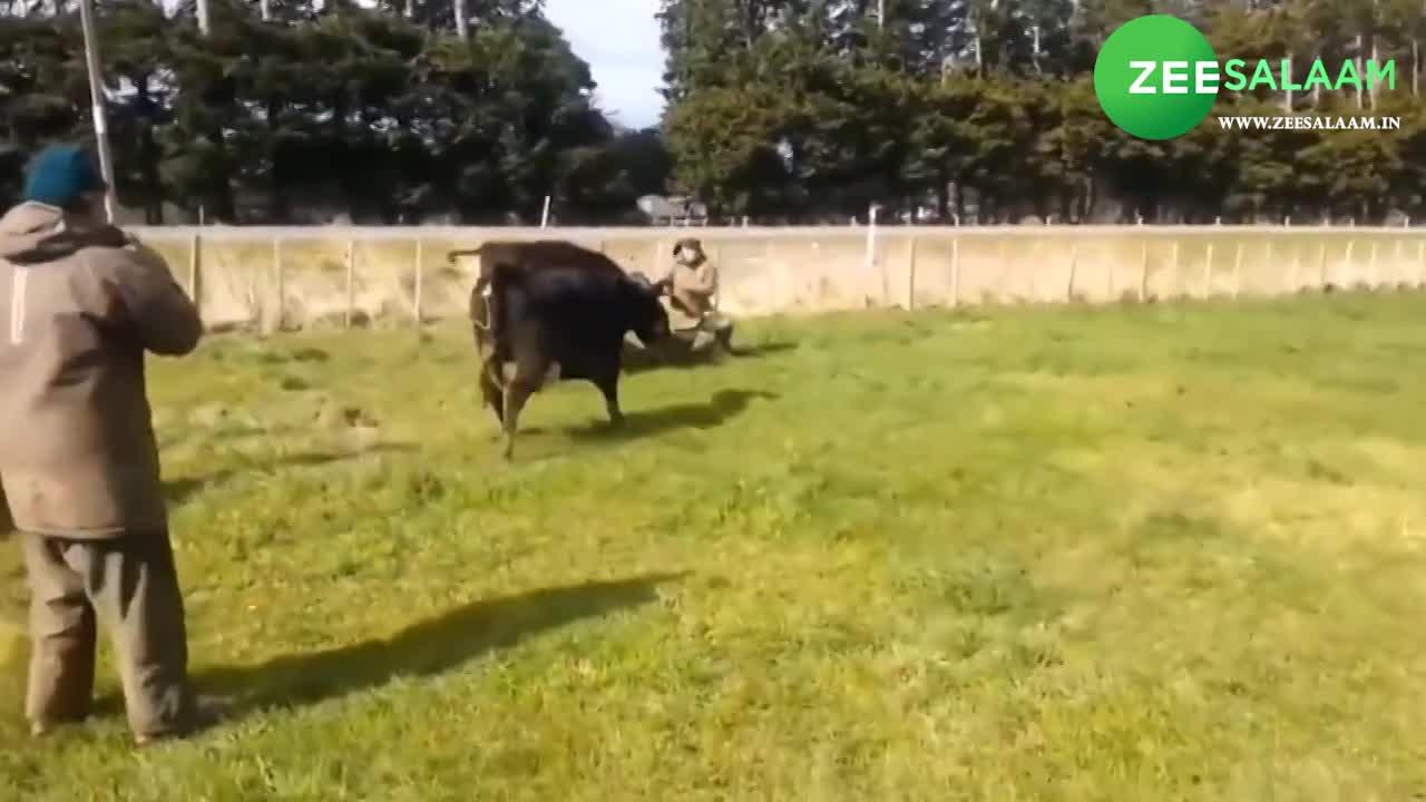 Cows Attacking Humans Cow viral video attack on a person SMI | Viral: बच्चे को ले जा रहे शख्स ...