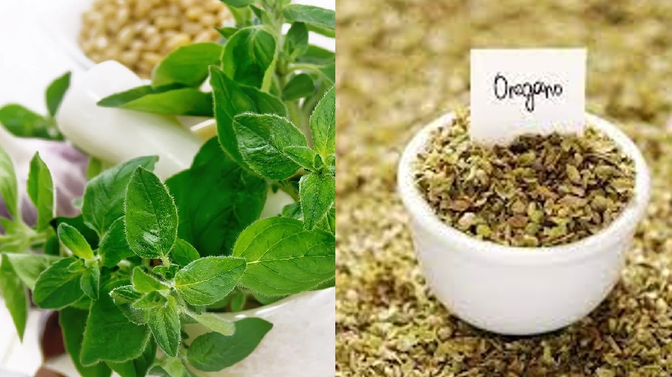 oregano leaves for diabetic patients special leaves in breakfast nsmp