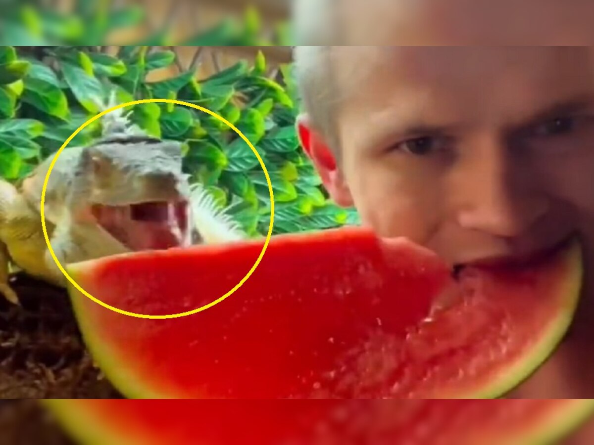 Watermelon: यह किस जानवर के साथ तरबूज खा रहा है शख्स? वायरल वीडियो पर भड़के लोग