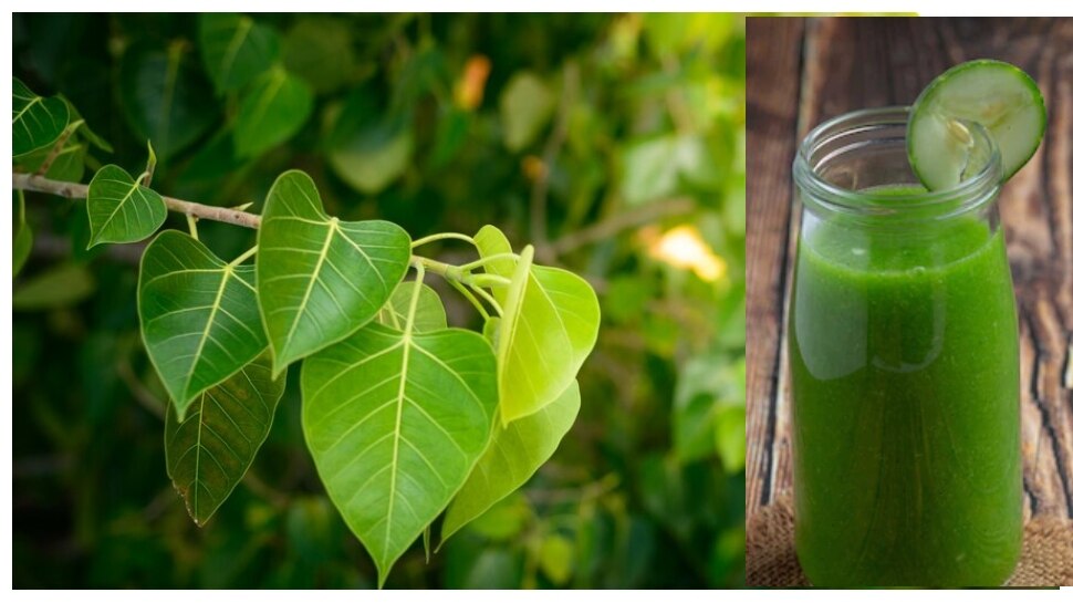 Peepal Leaf Juice Health Benefits in hindi Peepal Leaf Benefits सेहत
