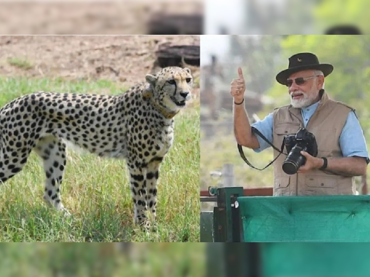 Cheetah in Kuno Palpur Park: चीते बड़े बाड़े में छोड़े गए, जानिए PM मोदी ने क्या कहा 