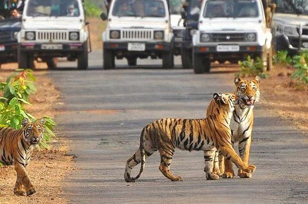 अब यूपी में भी होगा अपना जिम कार्बेट, योगी सरकार ने दिया बड़ा तोहफा