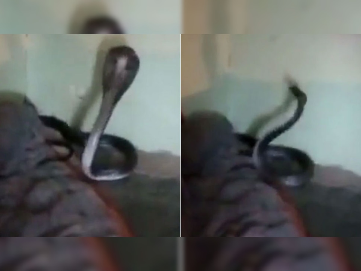 Cobra Attack: सोते हुए शख्स के कंबल में छिपा बैठा था किंग कोबरा, नजर पड़ते ही गुस्से में आया और..