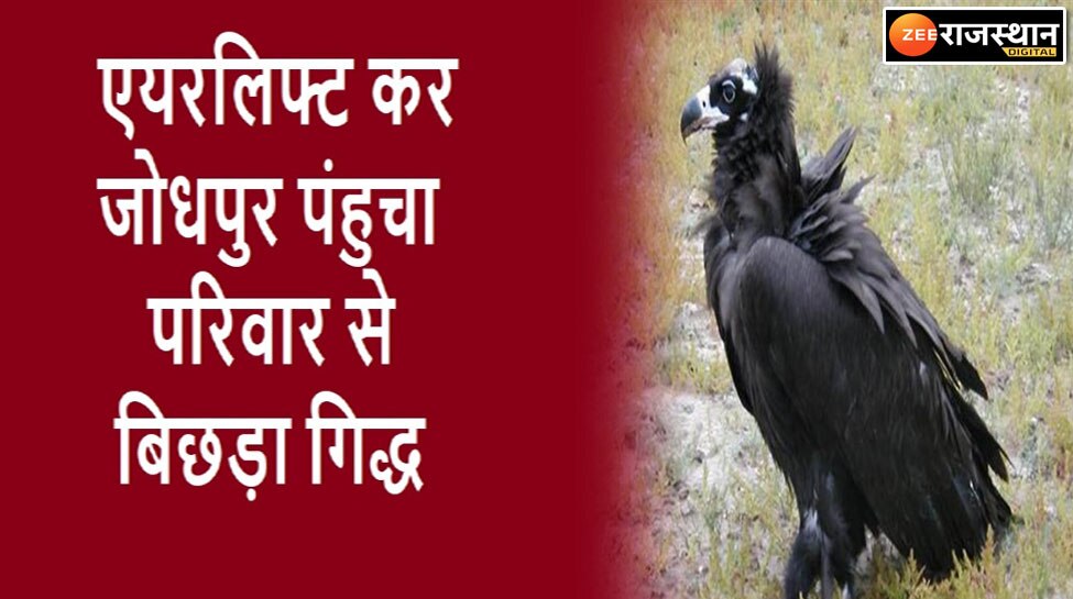 Jodhpur Vulture separated from loved ones in Kanyakumari reached by
