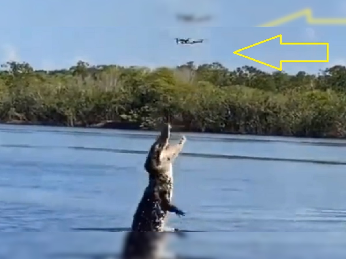 Crocodile: पानी से उछलकर मगरमच्छ ने ड्रोन पर किया अटैक, उसे चिड़िया समझा लेकिन हो गया धोखा