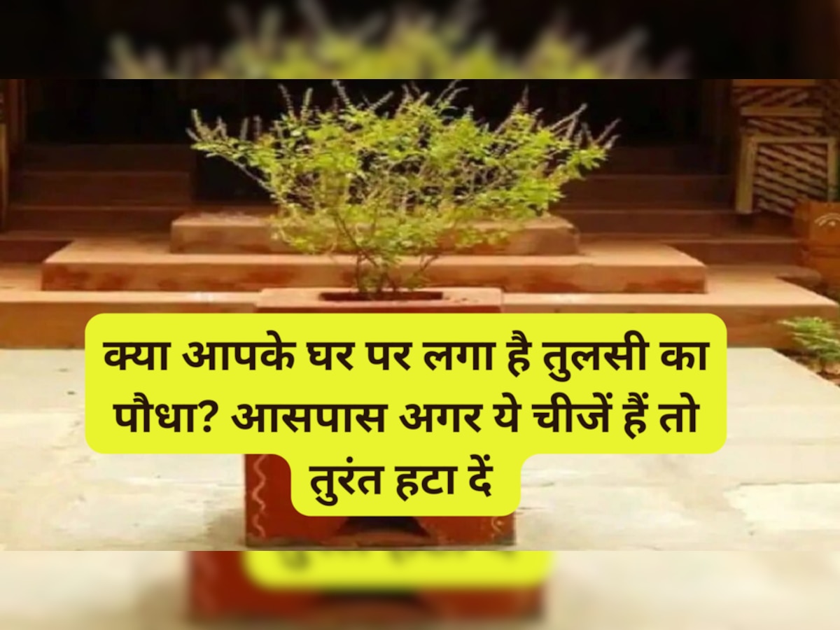 Tulsi Plant Rule: क्‍या आपके घर पर लगा है तुलसी का पौधा? आसपास अगर ये चीजें हैं तो तुरंत हटा दें 