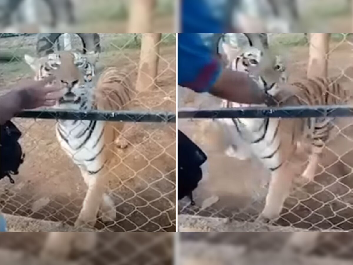 Shocking: OMG! बाघ को पसंद नहीं आई शख्स की हरकत, गुस्से में आकर कर दिया हमला, देखें वायरल Video