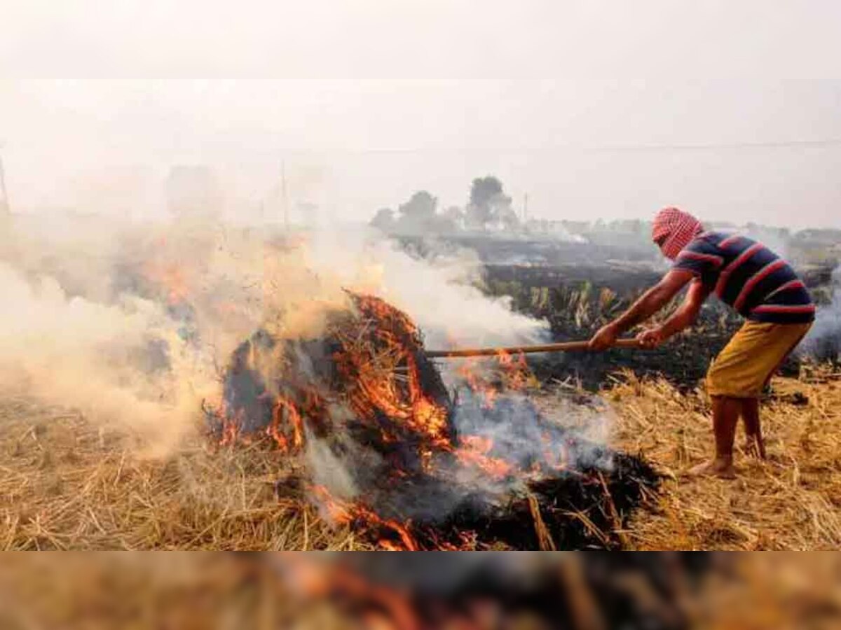 Stubble Burning: पंजाब के इस जिले में खेतों में अब तक नहीं जली पराली, 28,500 हेक्टेयर जमीन पर उगाया जाता है धान