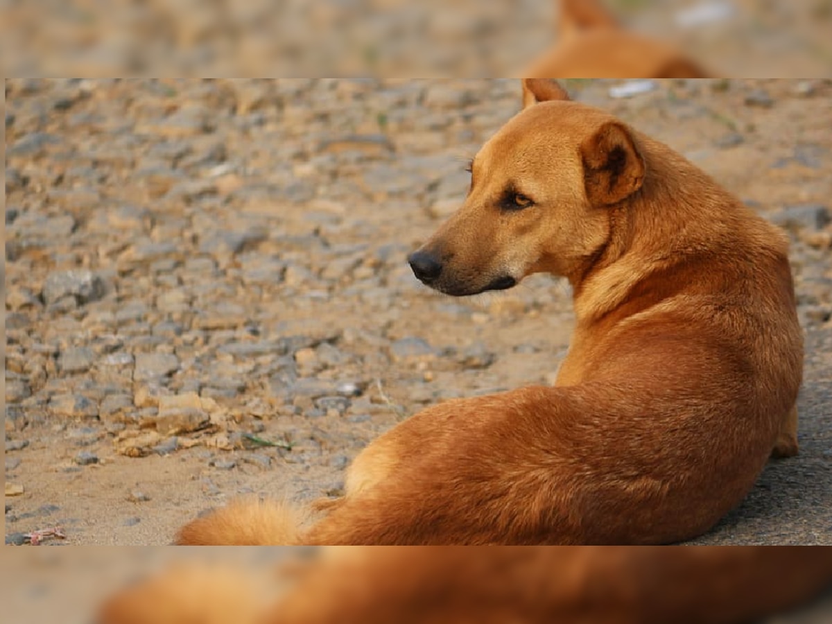 Dog sterilization in Khargone