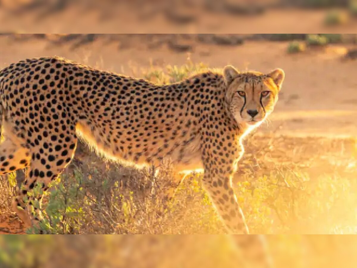 Cheetahs from Africa : ଭାରତରେ ନାମ୍ବିଆ ଚିତାର ଶିକାର