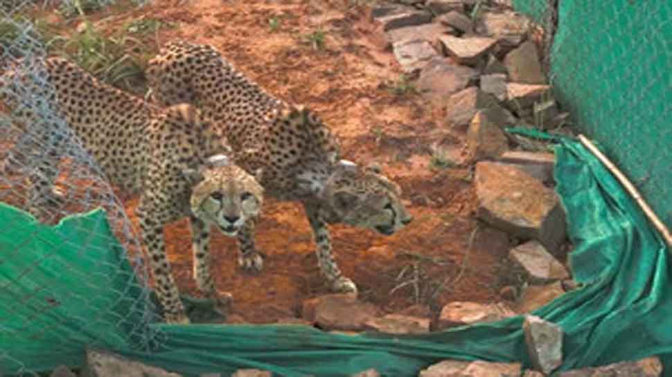 Namibian Cheetah: बड़े बाड़े में छोड़े जाने के 24 घंटों के अंदर अफ्रीकी चीतों ने किया पहला शिकार, इस जानवर को बनाया निशाना