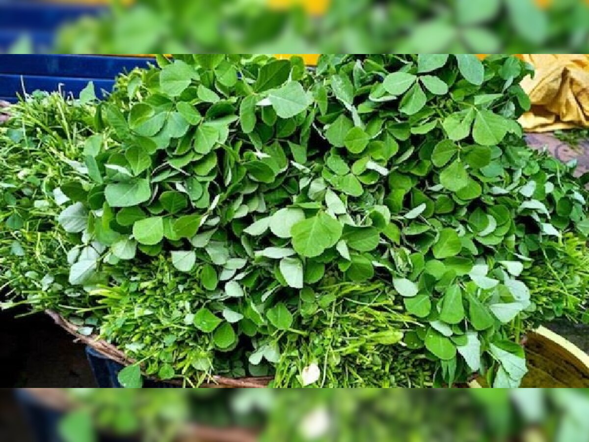 Methi In Winters: सर्दियों में जरूर खाएं मेथी के पत्ते, दूर होंगी ये 4 बीमारियां