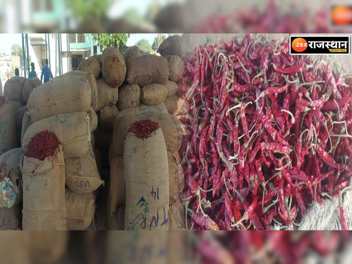 Bhilwara News: तीखे हुए लाल मिर्ची के तेवर, 300 प्रति किलो बढ़ गए दाम 