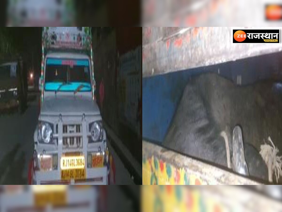 Ramgarh News : पिकअप में ठूंस-ठूंस कर भरी भैसें, गाड़ी जब्त ड्राइवर पर मामला दर्ज