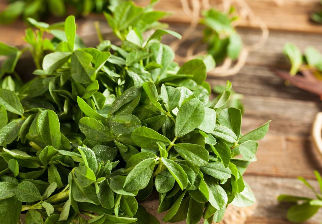 Eat fenugreek methee leaves in winter it will give benefits like