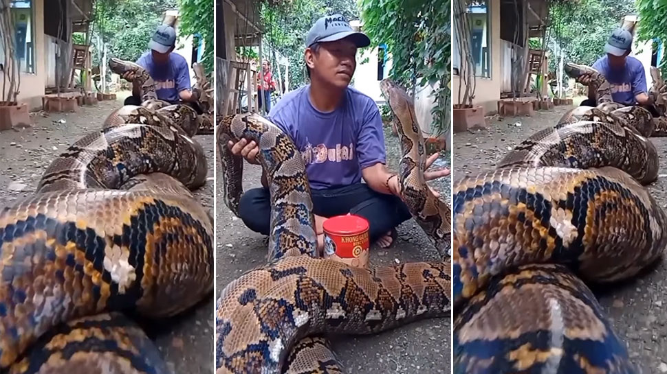 man sitting with python snake dangerous big venomous poisonous python ...