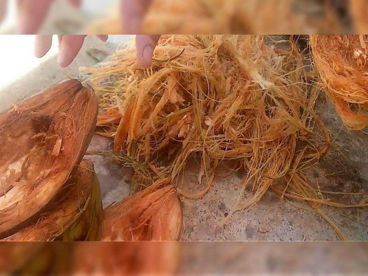 Coconut Husk: बड़े काम की चीज है नारियल का छिलका, फेंकने से पहले जान लें ये चौंका देने वाले फायदे