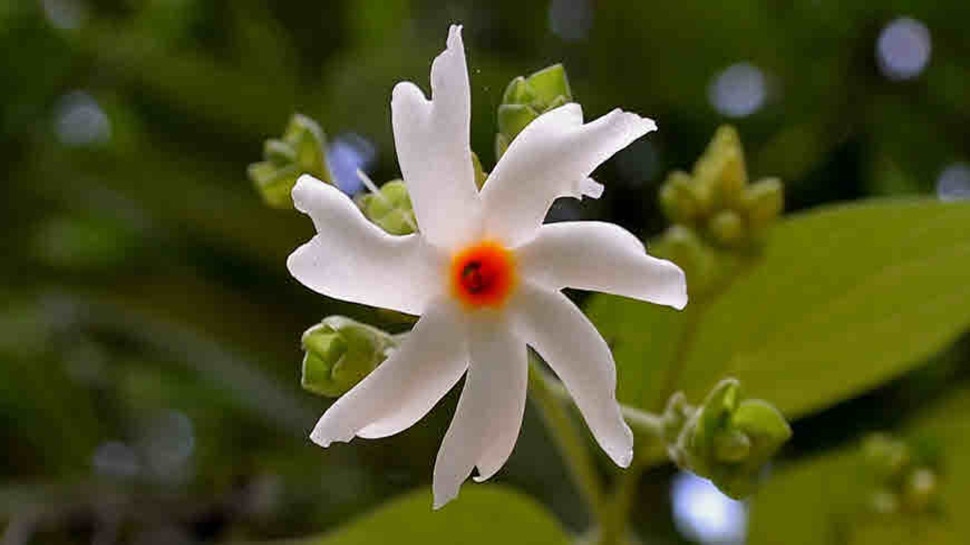 Maa Lakshmi Upay: मां लक्ष्मी को बेहद प्रिय है ये फूल, अर्पित करते ही बदल  जाएगी किस्मत; पैसों में खेलेंगे आप | maa lakshmi favourite flower do offer  to laxmi ji and