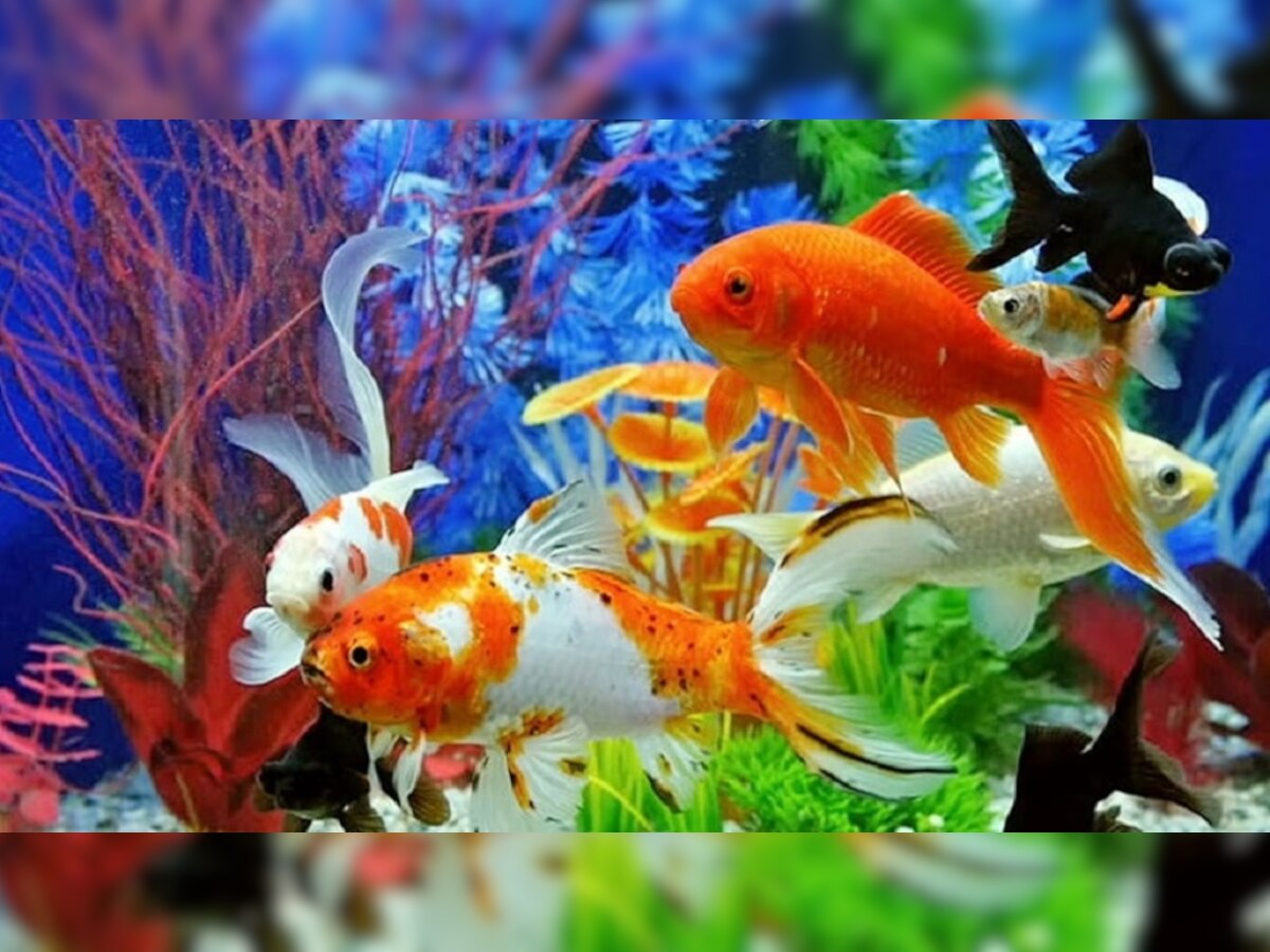 Vastu Tips: एक्वेरियम में ये 9 मछलियां रखने के हैं अनेक फायदे, जान कर हैरान हो जाएंगे आप
