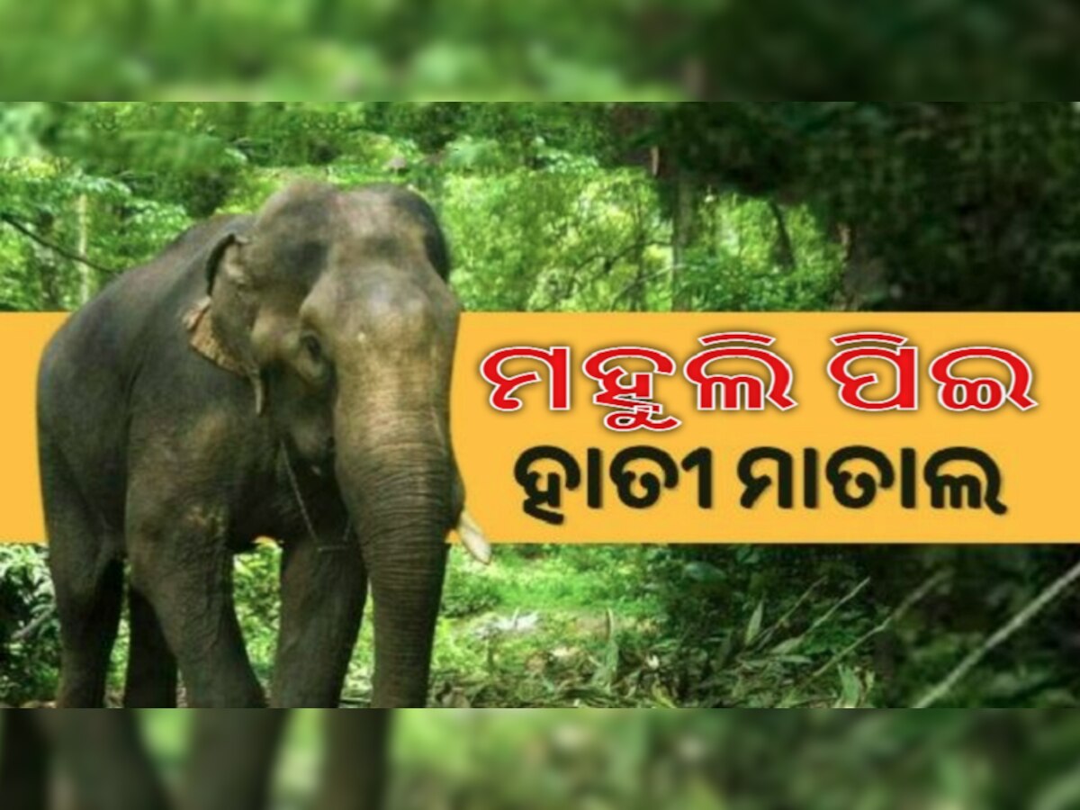 Odisha Elephant: ମହୁଲି ପିଇ ଜଙ୍ଗଲରେ ଶୋଇ ଗଲେ ଦୁଇ ହାତୀ! ବନ ବିଭାଗ କହିଲା...
