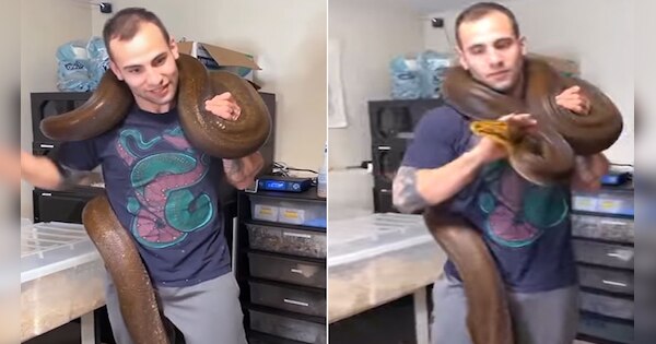 python snake wrapped around neck of man life at high risk shocking ...