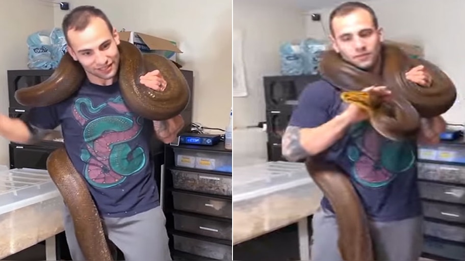 python snake wrapped around neck of man life at high risk shocking ...