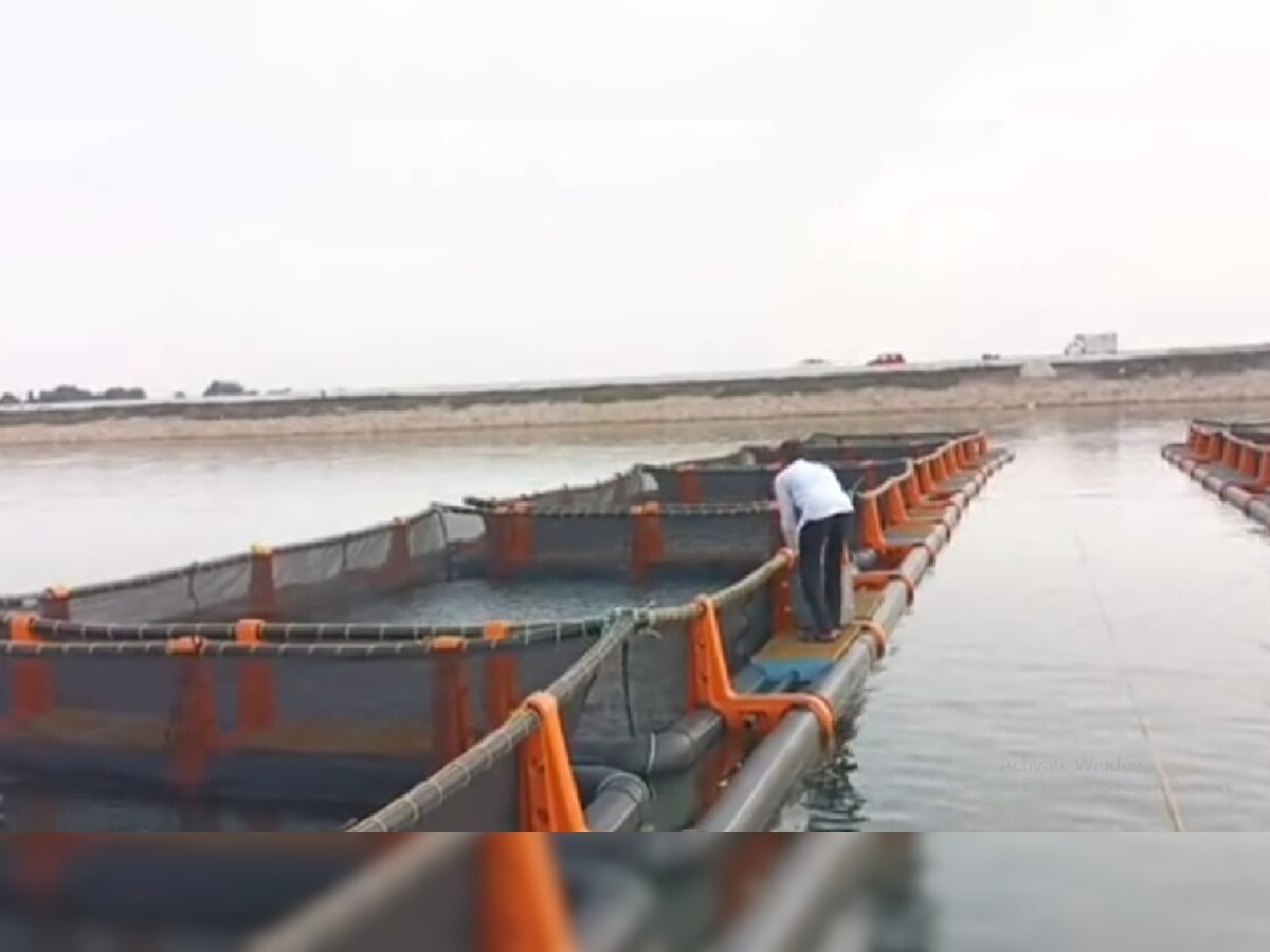 Cage Fish Farming: ମହିଳାଙ୍କୁ ସ୍ୱାବଲମ୍ବୀ କରିଛି କେଜ ମାଛ ଚାଷ