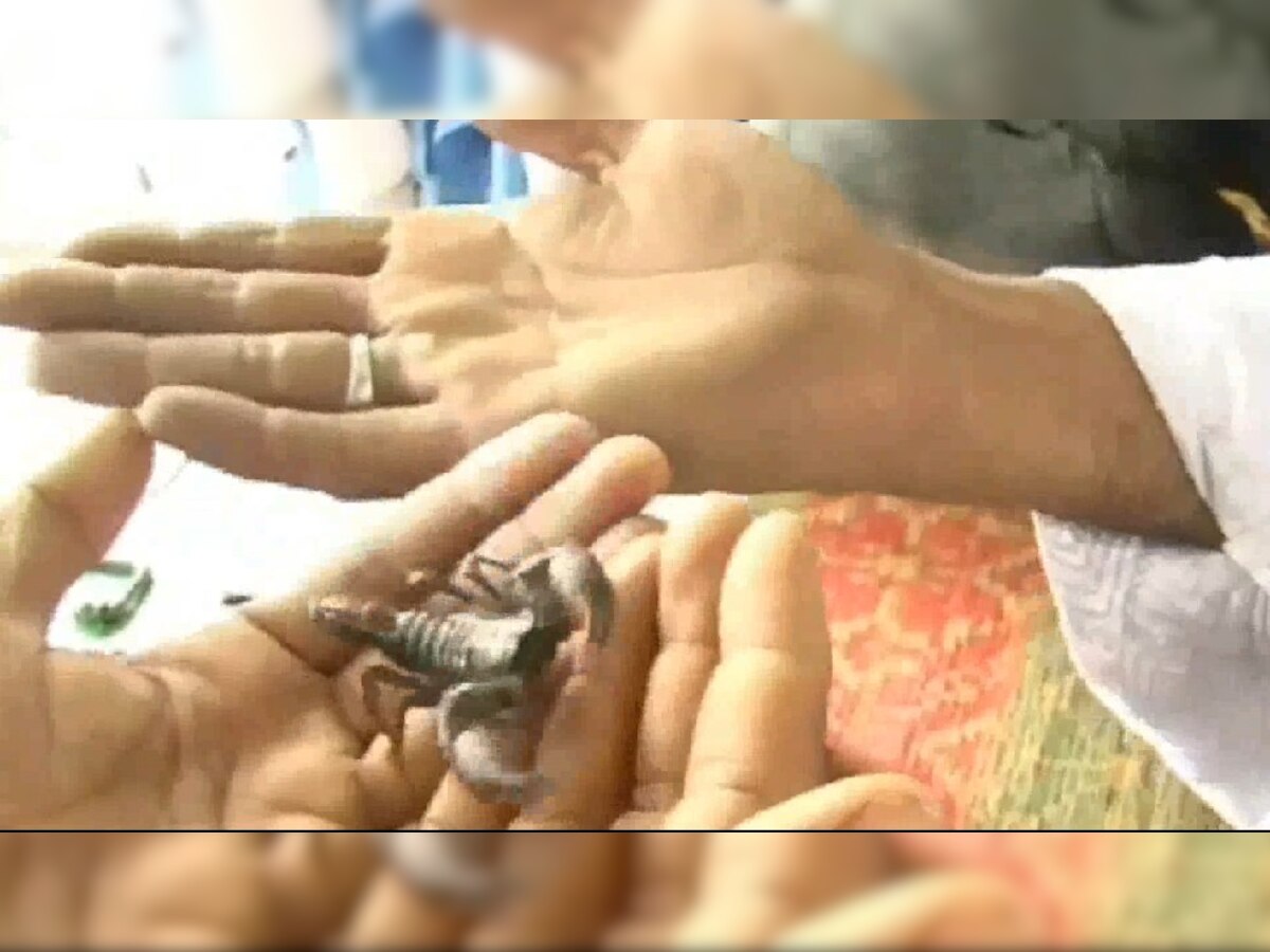 UP News : यूपी के इस जिले में डंक मारने वाले बिच्‍छू को हाथों में लेकर सेल्‍फी लेते हैं लोग, जानें क्‍या है मान्‍यता