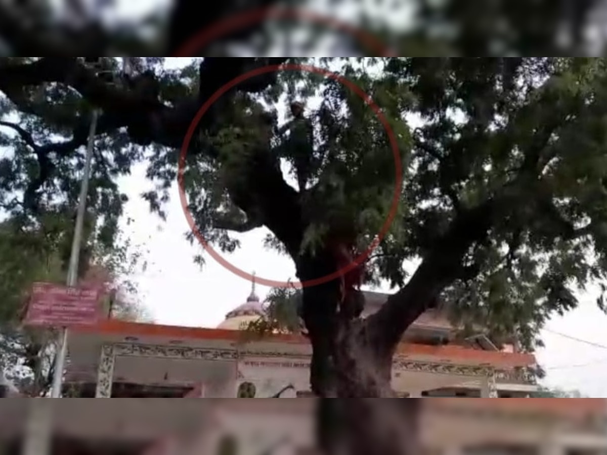 Barabanki News: नहीं मिली खाद तो किसान ने पेड़ पर चढ़कर किया हाईवोल्टेज ड्रामा, आत्महत्या की दी धमकी