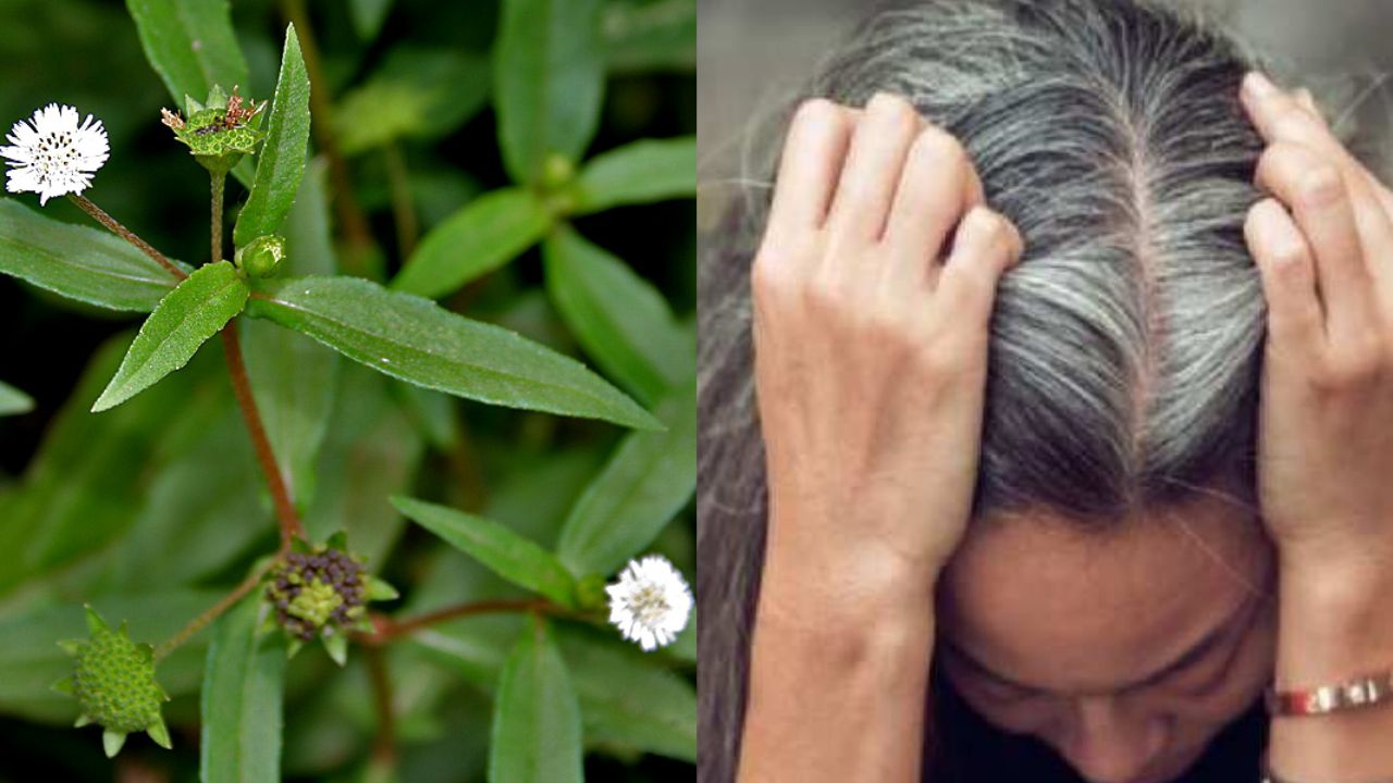 Haircare Tips: बाल झड़ने और सफेद होने से हैं परेशान? भृंगराज है आयुर्वेदिक समाधान... 3 1417737 sfdljsdkfd
