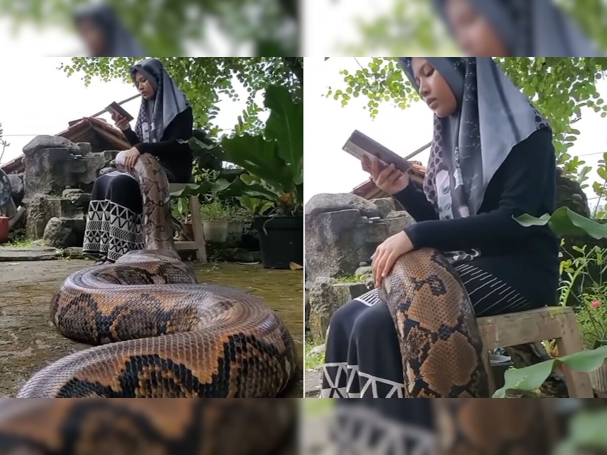 Snakes: किताब पढ़ रही लड़की ने भयानक सांप को गोदी में सहलाया और फिर.., Video देख थर-थर कांपेंगे!