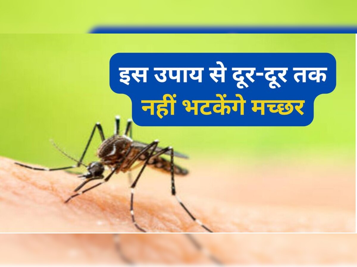 Mosquito killer: मच्‍छरों के आतंक से हैं परेशान? दूर भगाने के ये हैं रामबाण इलाज 
