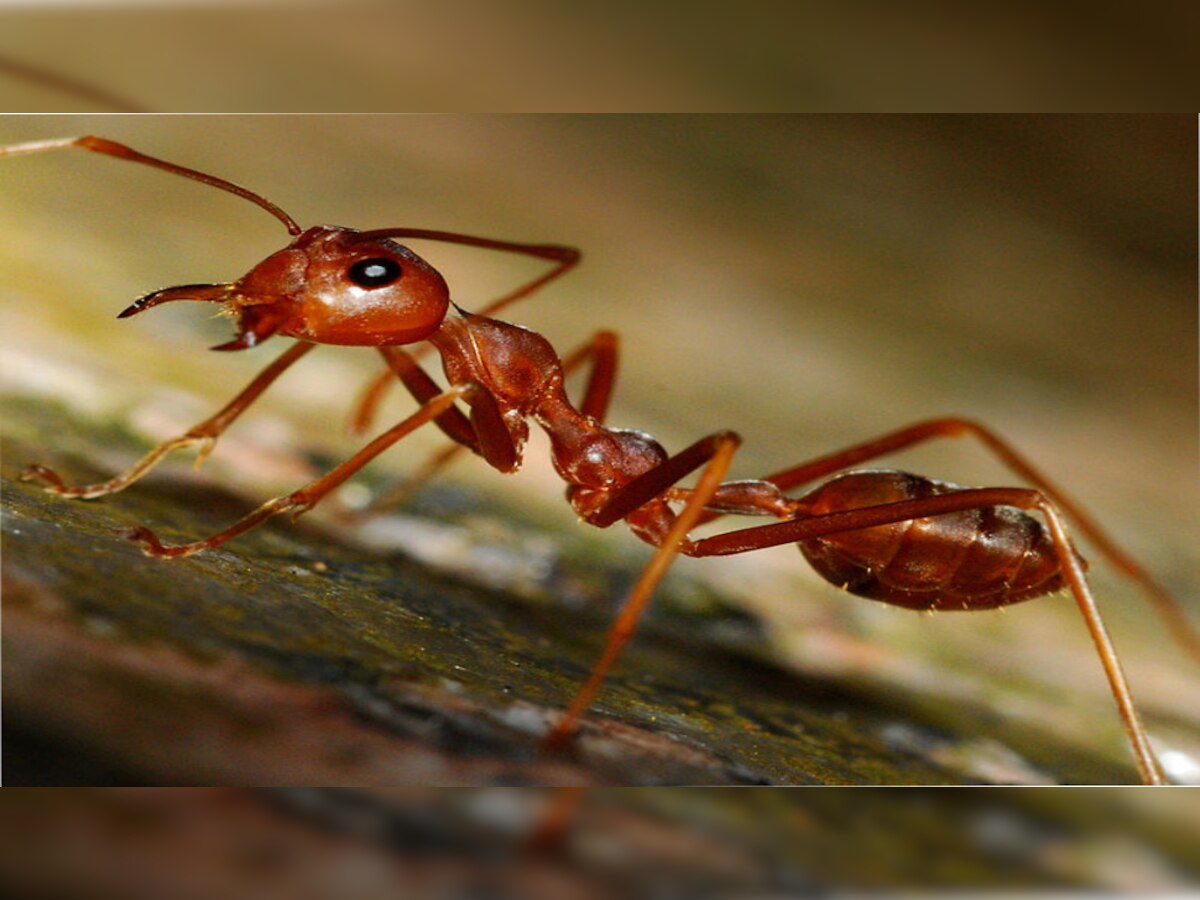 खेलते-खेलते दो भाईयों को चींटियों ने काटा, अस्पताल ले जाते वक़्त एक की हुई मौत