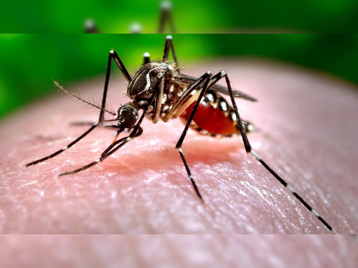 Patna Dengue Update: पटना में नहीं थम रहा डेंगू का कहर, 24 घंटे में 128 नए मरीज