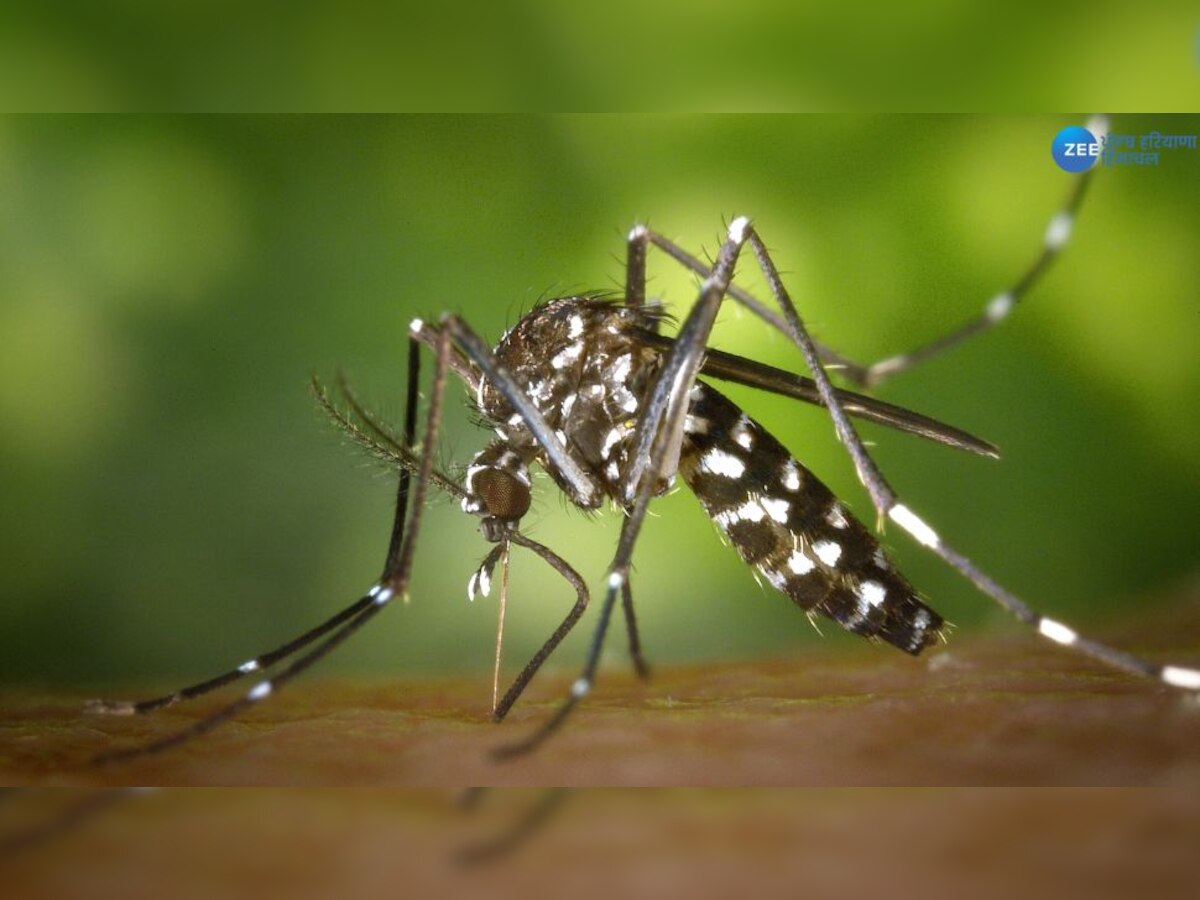 Dengue Case in Punjab: ਨਹੀਂ ਰੁੱਕ ਰਿਹਾ ਡੇਂਗੂ ਦਾ ਕਹਿਰ, ਪਟਿਆਲਾ 'ਚ ਰਿਕਾਰਡ ਤੋੜ ਕੇਸ ਕੀਤੇ ਗਏ ਦਰਜ 