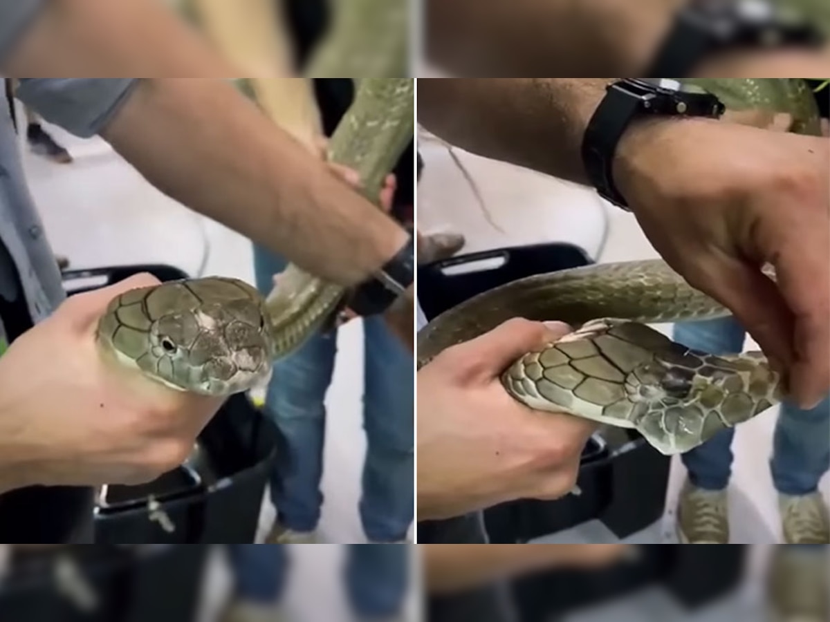 Snakes: ऐसे बदलती है सांप की खाल, इस अजीबोगरीब Video को देखकर फटी की फटी रह जाएंगी आंखें!
