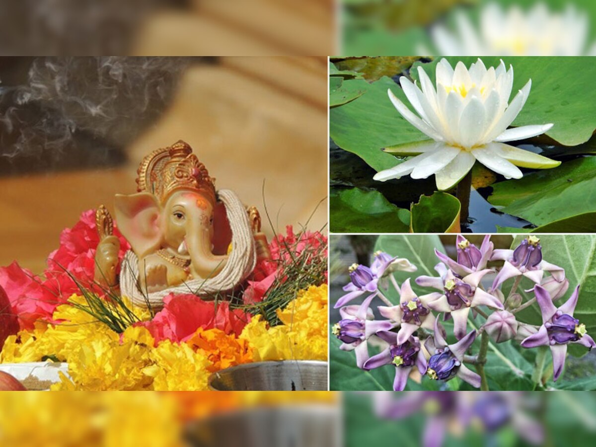 Remedies for Flowers: पूजा के दौरान भूलकर भी देवी-देवताओं को अर्पित न करें ये फूल, फायदे की जगह हो जाएगा नुकसान